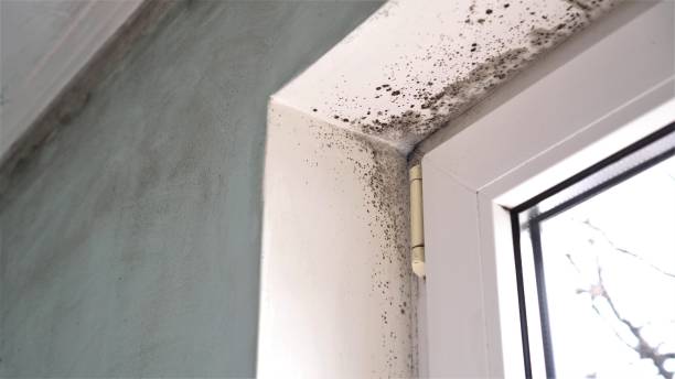 Best Mold Remediation for Specific Building Types in Waterman, IL
