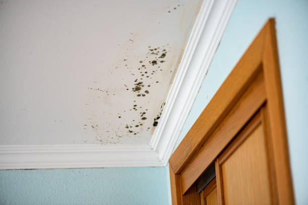 Reliable Waterman, IL Mold Remediation Solutions