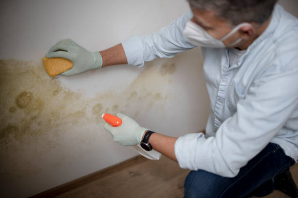 Best HVAC Mold Remediation in Waterman, IL