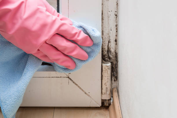 Best Mold Testing and Inspection Services in Waterman, IL